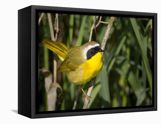 USA, Washington. Common Yellowthroat Perched-Gary Luhm-Framed Stretched Canvas