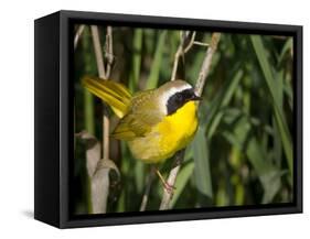 USA, Washington. Common Yellowthroat Perched-Gary Luhm-Framed Stretched Canvas