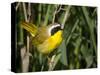 USA, Washington. Common Yellowthroat Perched-Gary Luhm-Stretched Canvas