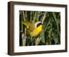 USA, Washington. Common Yellowthroat Perched-Gary Luhm-Framed Photographic Print