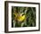 USA, Washington. Common Yellowthroat Perched-Gary Luhm-Framed Photographic Print