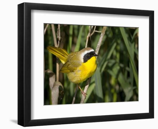 USA, Washington. Common Yellowthroat Perched-Gary Luhm-Framed Photographic Print