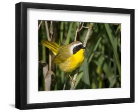 USA, Washington. Common Yellowthroat Perched-Gary Luhm-Framed Photographic Print