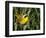 USA, Washington. Common Yellowthroat Perched-Gary Luhm-Framed Photographic Print