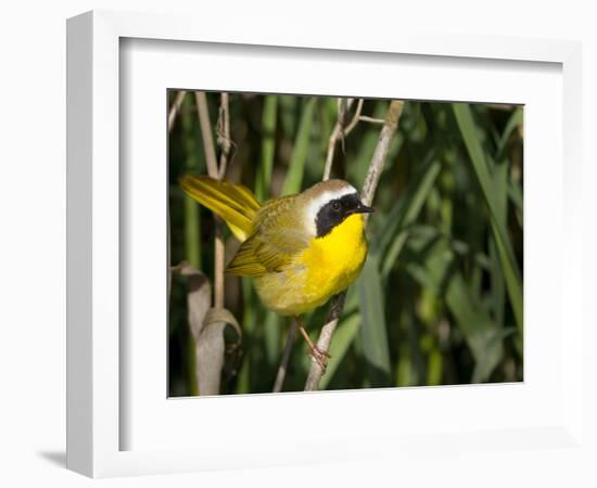 USA, Washington. Common Yellowthroat Perched-Gary Luhm-Framed Photographic Print