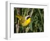 USA, Washington. Common Yellowthroat Perched-Gary Luhm-Framed Photographic Print