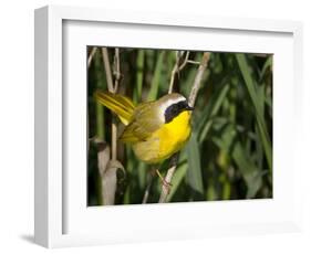 USA, Washington. Common Yellowthroat Perched-Gary Luhm-Framed Photographic Print