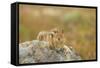 USA, Washington, Copper Ridge. Cascade golden-mantled ground squirrel.-Steve Kazlowski-Framed Stretched Canvas