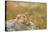 USA, Washington, Copper Ridge. Cascade golden-mantled ground squirrel.-Steve Kazlowski-Stretched Canvas