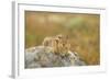 USA, Washington, Copper Ridge. Cascade golden-mantled ground squirrel.-Steve Kazlowski-Framed Photographic Print