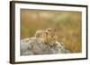 USA, Washington, Copper Ridge. Cascade golden-mantled ground squirrel.-Steve Kazlowski-Framed Photographic Print