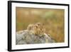 USA, Washington, Copper Ridge. Cascade golden-mantled ground squirrel.-Steve Kazlowski-Framed Photographic Print