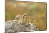 USA, Washington, Copper Ridge. Cascade golden-mantled ground squirrel.-Steve Kazlowski-Mounted Photographic Print