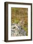 USA, Washington, Copper Ridge. Cascade golden-mantled ground squirrel.-Steve Kazlowski-Framed Photographic Print