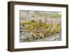 USA, Washington, Copper Ridge. Cascade golden-mantled ground squirrel.-Steve Kazlowski-Framed Photographic Print