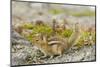 USA, Washington, Copper Ridge. Cascade golden-mantled ground squirrel.-Steve Kazlowski-Mounted Photographic Print