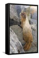 USA, Washington, Copper Ridge. Hoary marmot outside its boulder den.-Steve Kazlowski-Framed Stretched Canvas