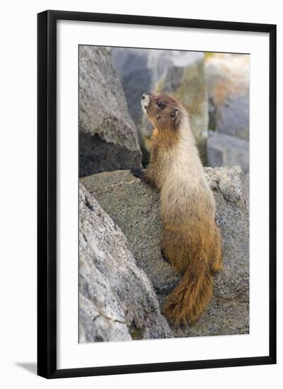 USA, Washington, Copper Ridge. Hoary marmot outside its boulder den.-Steve Kazlowski-Framed Photographic Print