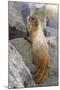 USA, Washington, Copper Ridge. Hoary marmot outside its boulder den.-Steve Kazlowski-Mounted Photographic Print