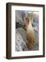 USA, Washington, Copper Ridge. Hoary marmot outside its boulder den.-Steve Kazlowski-Framed Photographic Print