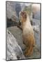 USA, Washington, Copper Ridge. Hoary marmot outside its boulder den.-Steve Kazlowski-Mounted Photographic Print