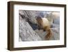 USA, Washington, Copper Ridge. Hoary marmot outside its boulder den.-Steve Kazlowski-Framed Photographic Print
