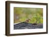 USA, Washington, Copper Ridge. Yellow-pine chipmunk on a log.-Steve Kazlowski-Framed Photographic Print