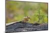 USA, Washington, Copper Ridge. Yellow-pine chipmunk on a log.-Steve Kazlowski-Mounted Photographic Print