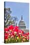 Usa, Washington D.C., United States Capitol-Hollice Looney-Stretched Canvas