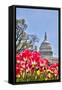 Usa, Washington D.C., United States Capitol-Hollice Looney-Framed Stretched Canvas