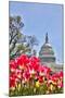 Usa, Washington D.C., United States Capitol-Hollice Looney-Mounted Photographic Print