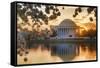 USA, Washington DC, Jefferson Memorial with Cherry Blossoms at Sunrise-Hollice Looney-Framed Stretched Canvas