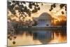 USA, Washington DC, Jefferson Memorial with Cherry Blossoms at Sunrise-Hollice Looney-Mounted Photographic Print