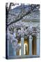 USA, Washington DC, Jefferson Memorial with Cherry Blossoms-Hollice Looney-Stretched Canvas