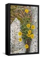 USA, Washington, Enchantments Lake Basin. Wildflowers along a trail.-Steve Kazlowski-Framed Stretched Canvas