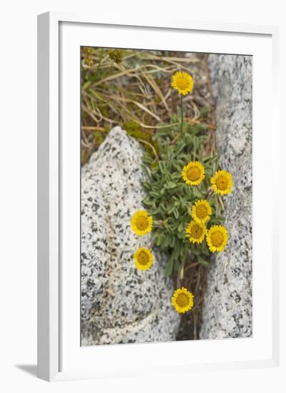 USA, Washington, Enchantments Lake Basin. Wildflowers along a trail.-Steve Kazlowski-Framed Photographic Print