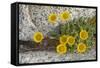 USA, Washington, Enchantments Lake Basin. Wildflowers along a trail.-Steve Kazlowski-Framed Stretched Canvas