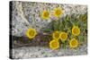USA, Washington, Enchantments Lake Basin. Wildflowers along a trail.-Steve Kazlowski-Stretched Canvas