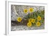 USA, Washington, Enchantments Lake Basin. Wildflowers along a trail.-Steve Kazlowski-Framed Photographic Print