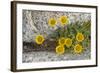 USA, Washington, Enchantments Lake Basin. Wildflowers along a trail.-Steve Kazlowski-Framed Photographic Print