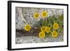 USA, Washington, Enchantments Lake Basin. Wildflowers along a trail.-Steve Kazlowski-Framed Photographic Print