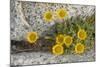 USA, Washington, Enchantments Lake Basin. Wildflowers along a trail.-Steve Kazlowski-Mounted Photographic Print