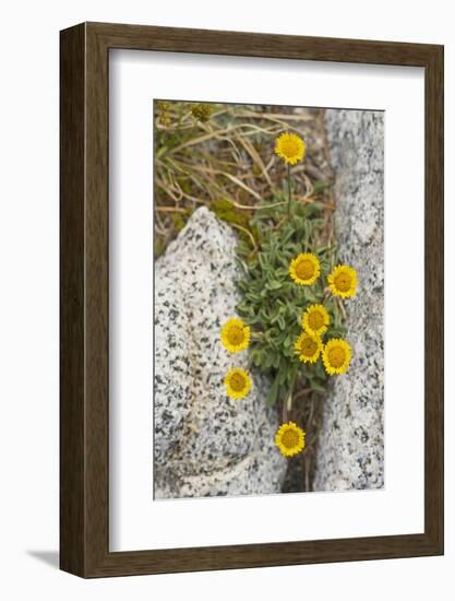 USA, Washington, Enchantments Lake Basin. Wildflowers along a trail.-Steve Kazlowski-Framed Photographic Print