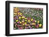 USA, Washington. Field of blooming tulips.-Jones and Shimlock-Framed Photographic Print