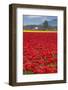 USA, Washington. Field of multicolored tulips.-Jones and Shimlock-Framed Photographic Print