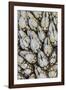 USA, Washington. Goose Barnacles in Salt Creek Recreation Area-Jaynes Gallery-Framed Photographic Print