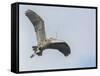 USA, Washington. Great Blue Heron Flying with Nesting Material-Gary Luhm-Framed Stretched Canvas