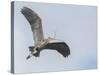 USA, Washington. Great Blue Heron Flying with Nesting Material-Gary Luhm-Stretched Canvas