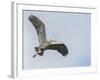 USA, Washington. Great Blue Heron Flying with Nesting Material-Gary Luhm-Framed Photographic Print