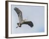 USA, Washington. Great Blue Heron Flying with Nesting Material-Gary Luhm-Framed Photographic Print